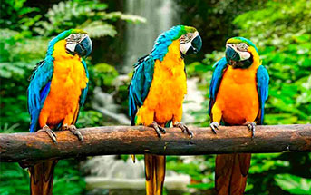 IQUITOS AMAZON RAINFOREST 05 DIAS - 04 NOCHES